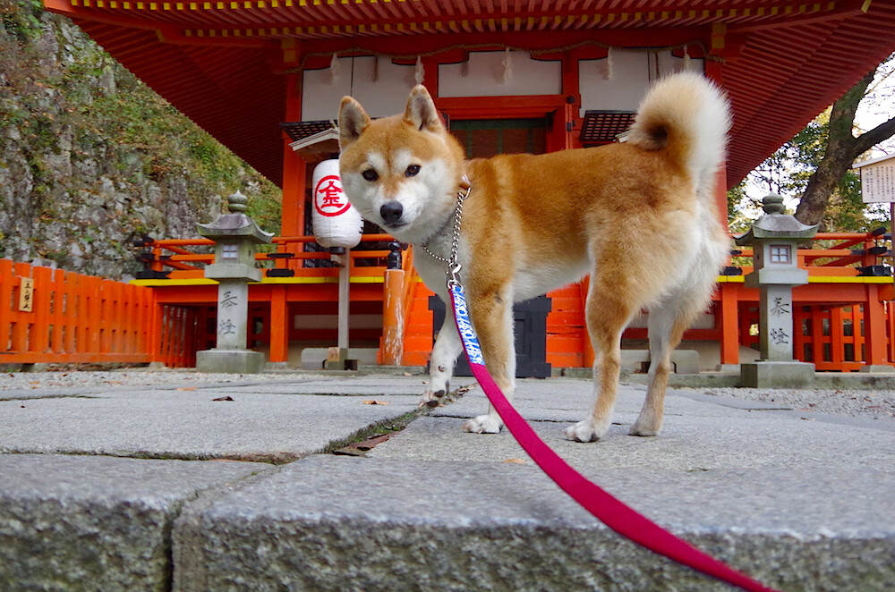 7秒狂飙点燃欧洲！三笘薰替补发烫诠释巨星真谛，日本妖刀刺穿马赛心脏