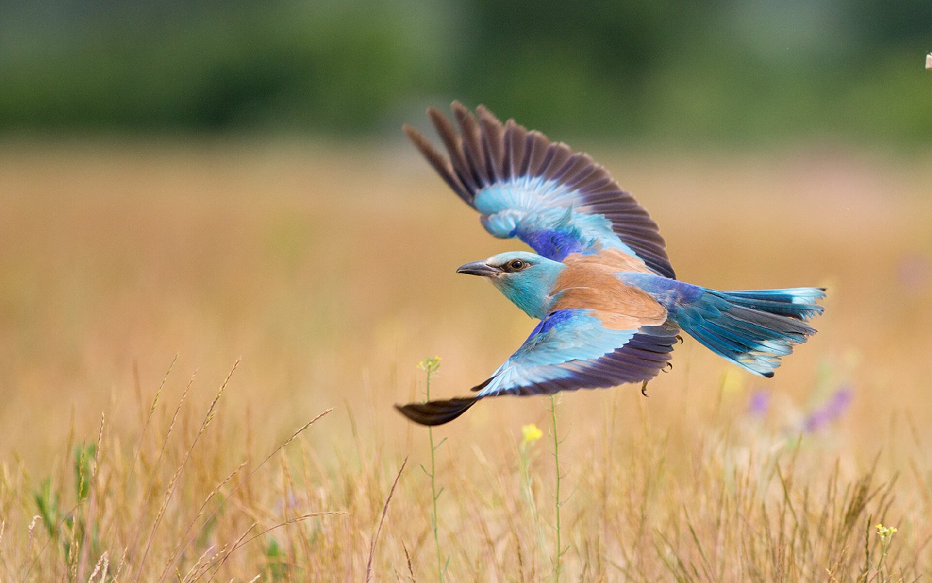 单核驱动的法兰西救赎，弗拉霍维奇如何扛着瘸腿高卢雄鸡前行？